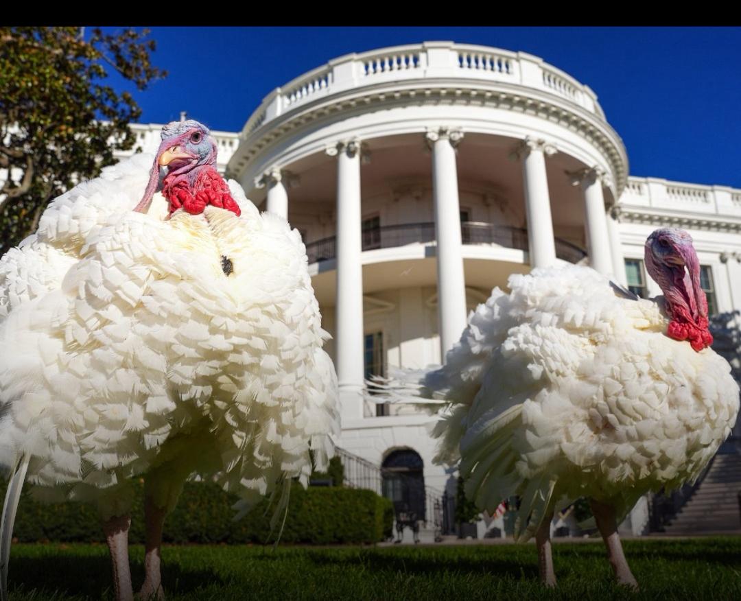 “Gobble” and “Waddle” Win White House Naming Poll for Thanksgiving Turkeys
